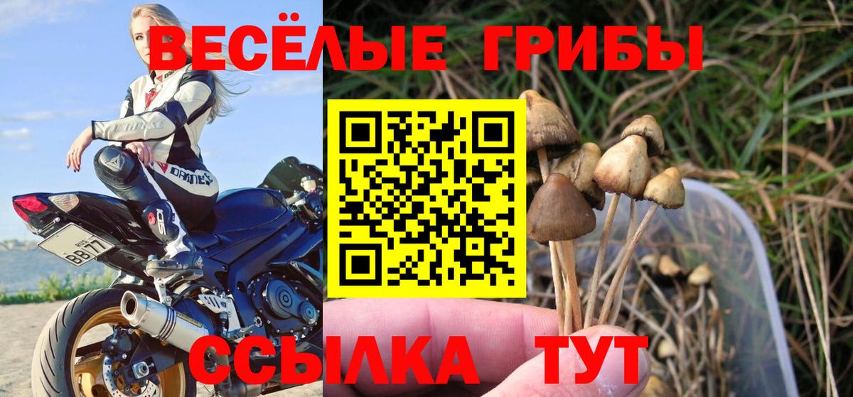 Галлюциногенные грибы Psilocybe Усолье-Сибирское